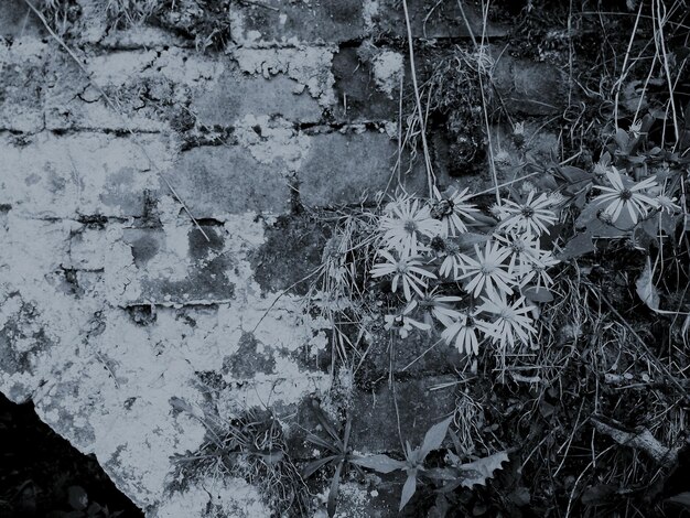 Photo flowers growing against wall