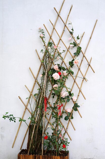 Foto fiori che crescono accanto al muro