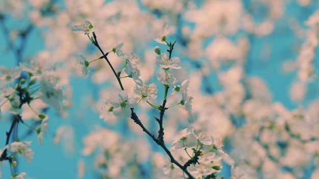 봄에 섬세한 가지에 자라는 꽃, 작은  꽃, 가지에 있는 작은 색 꽃