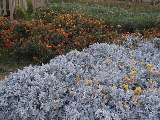 Flowers growing on field