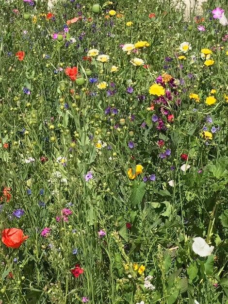 Flowers growing in field