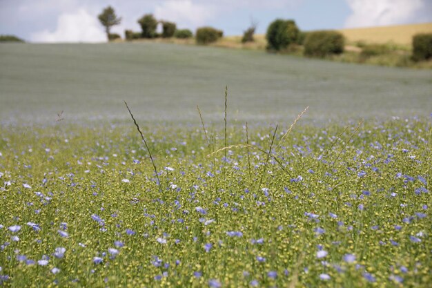 Foto fiori che crescono nel campo