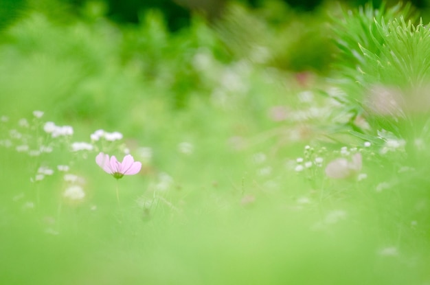 Photo flowers growing on field