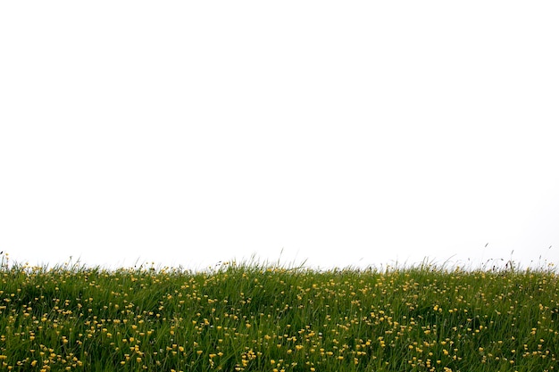 Photo flowers growing on grassy field against clear sky