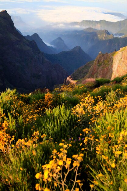 Photo flowers growing on mountain