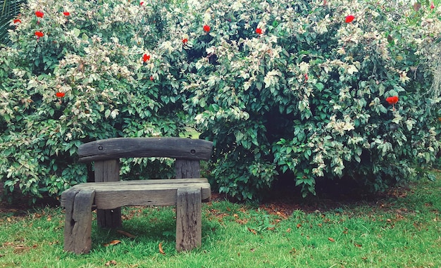 Foto fiori che crescono nel parco