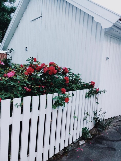 Flowers growing on plant by house