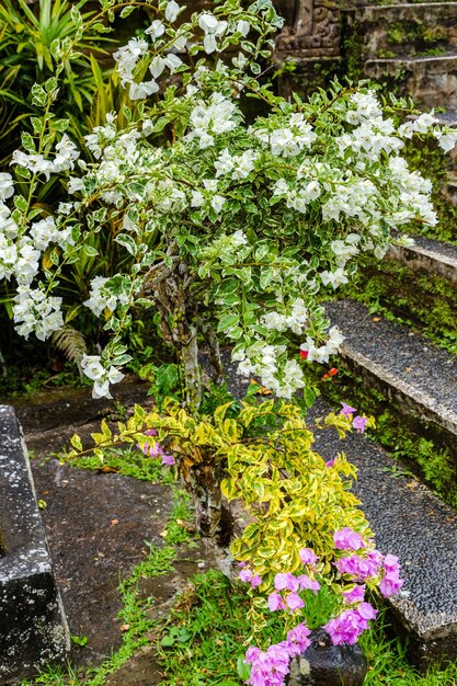 Flowers growing on plant