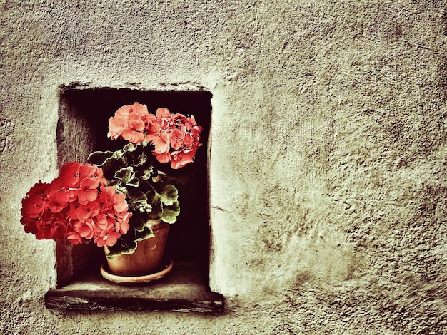 Foto fiori che crescono su piante in vaso in finestra