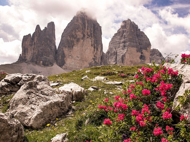 Foto fiori che crescono sulla roccia contro il cielo