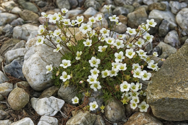 Flowers growing between the stones