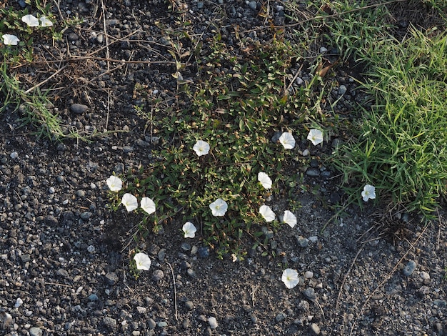 Flowers growing in tarmac