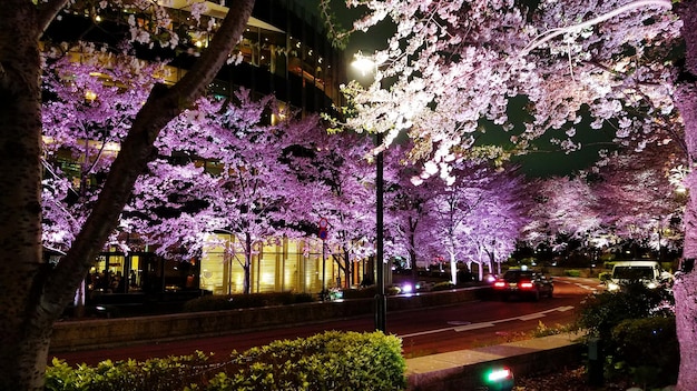 夜に木に咲く花