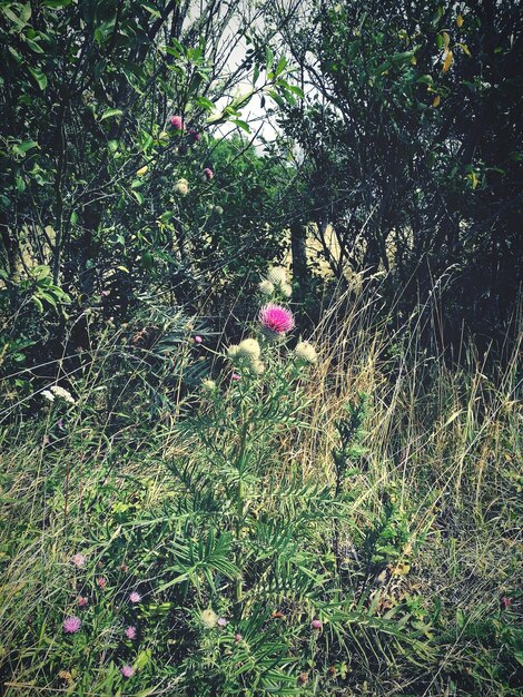 Flowers growing on tree