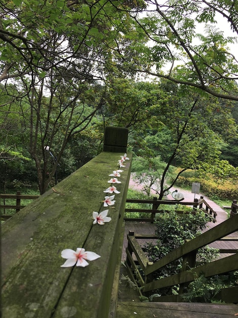 Flowers growing on tree