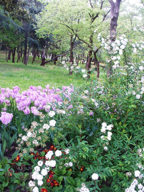 Foto fiori che crescono sugli alberi