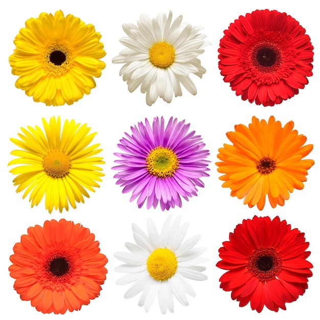 Flowers head collection of beautiful aster daisy calendula gerbera dahlia chamomile isolated on white background Card Easter Spring time set Flat lay top view