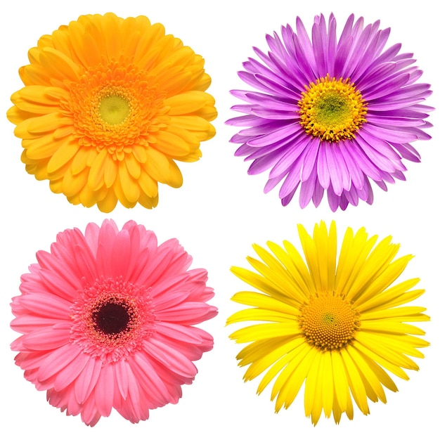 Flowers head collection of beautiful aster daisy gerbera chamomile isolated on white background Card Easter Spring time set Flat lay top view