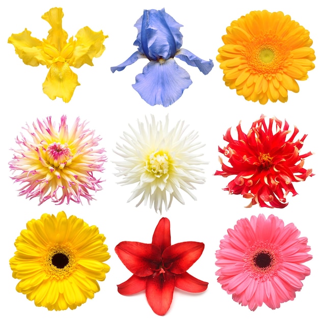 Flowers head collection of beautiful daisy iris gerbera chrysanthemum dahlia lily chamomile isolated on white background Card Easter Spring time set Flat lay top view