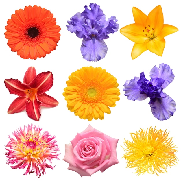 Flowers head collection of beautiful daisy iris rose daylily gerbera chrysanthemum lily dahlia isolated on white background Card Easter Spring time set Flat lay top view