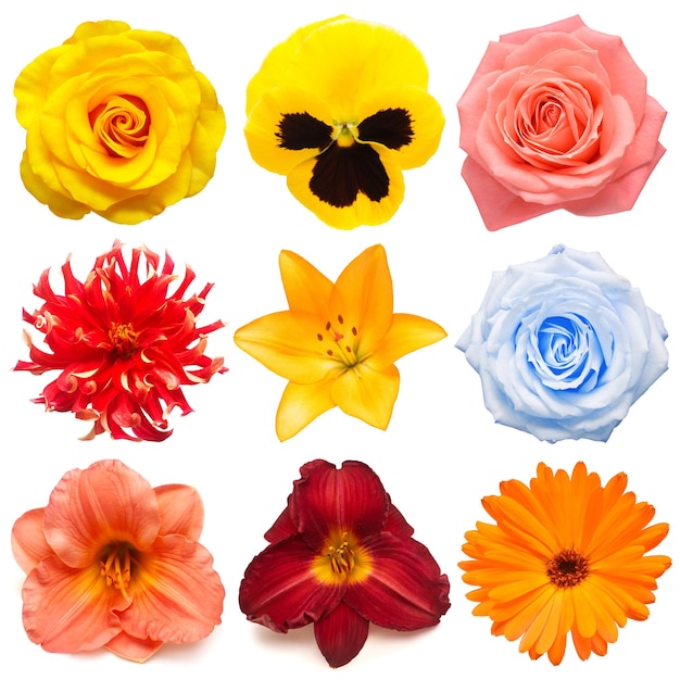 Flowers head collection of beautiful pansies rose daisy gerbera dahlia lily daylily calendula isolated on white background Card Easter Spring time set Flat lay top view