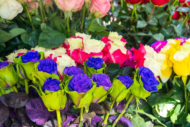 Flowers and Herbs in the streets colorful roses