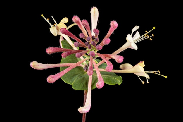 Flowers of honeysuckle lat Lonicera caprifolium isolated on black background