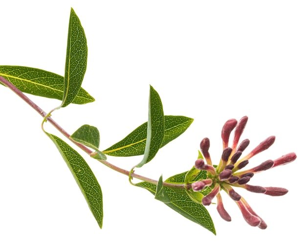 Flowers of honeysuckle lat Lonicera periclymenum Serotina isolated on white background