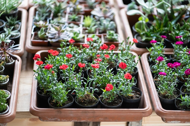 花屋のトップビューの小さなプラスチックポットの花と室内植物の植物店のコンセプト