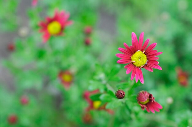 写真 花壇の花