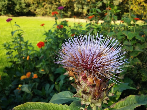 写真 公式の庭の花