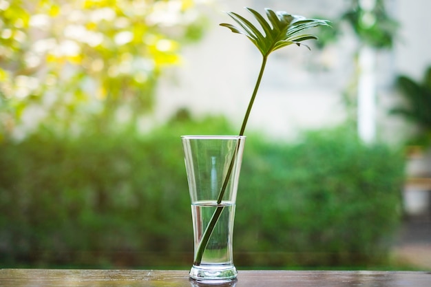 写真 窓の前の花ハイキー