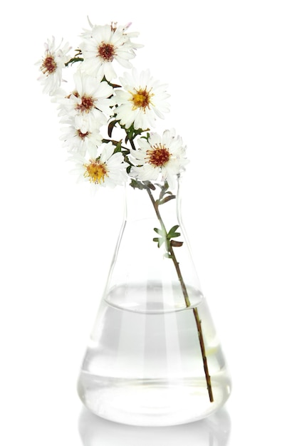 写真 白で隔離試験管の花