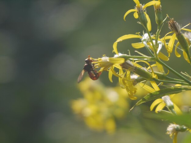 写真 森の花たち