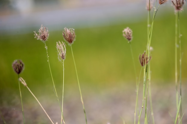 写真 開いている草の中の花。自然の背景