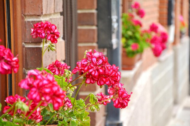 写真 窓の花