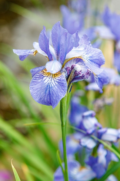 草の背景に花菖蒲