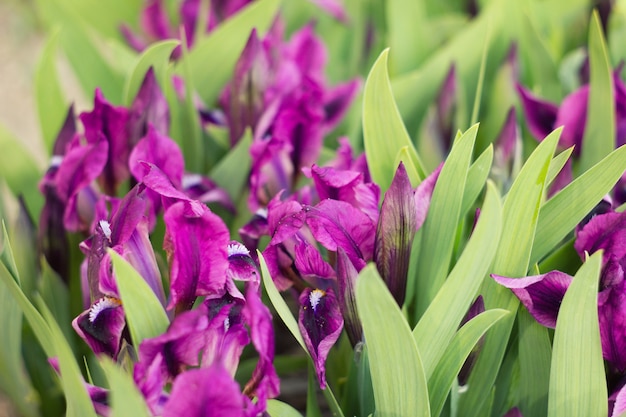 flowers irises with sunlight, spring flowers