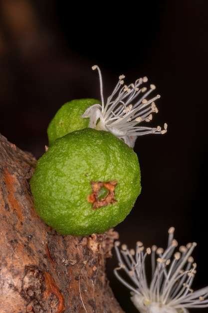 Plinia cauliflora 종의 Jaboticaba 나무의 꽃