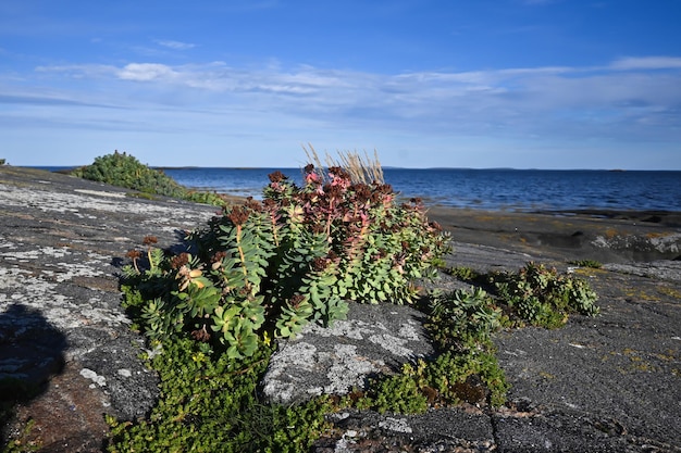 Flowers of Karelia golden root