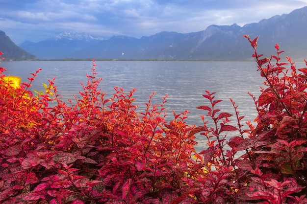 Photo flowers and lake geneva switzerland