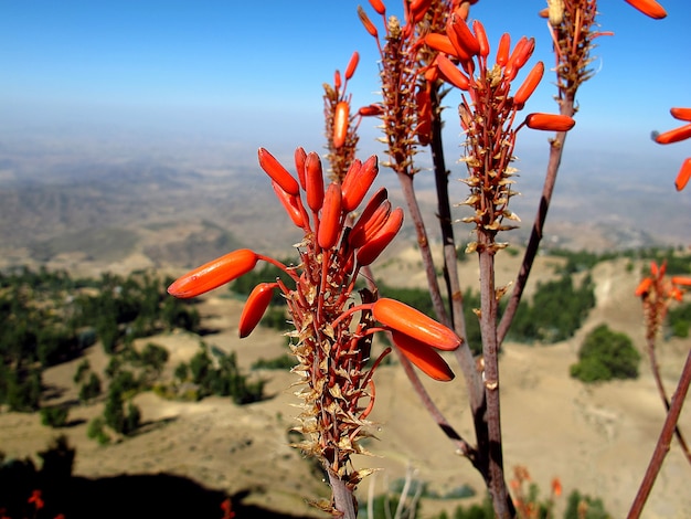 Flowers in Lalibela city, Ethiopia