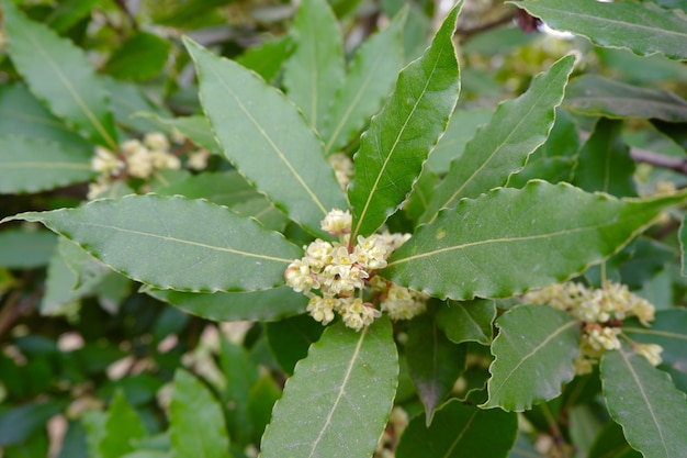 Flowers of laurel plant in spring Huesca Spain