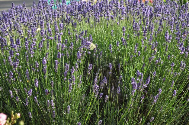 Flowers of lavandula angustifolia aka lavender with butterfly