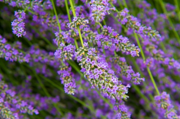 Flowers of lavender