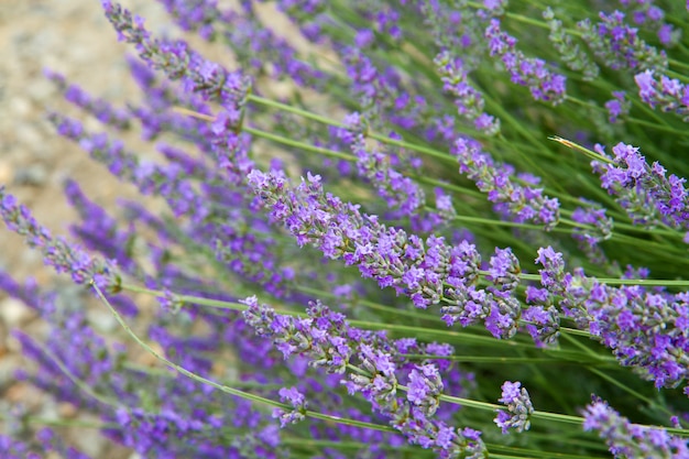 flowers of lavender