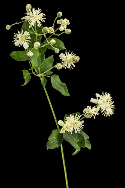 Flowers and leafs of Clematis lat Clematis vitalba L isolated on black background