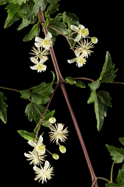 검은 배경에 고립 된 Clematis lat Clematis vitalba L의 꽃과 잎