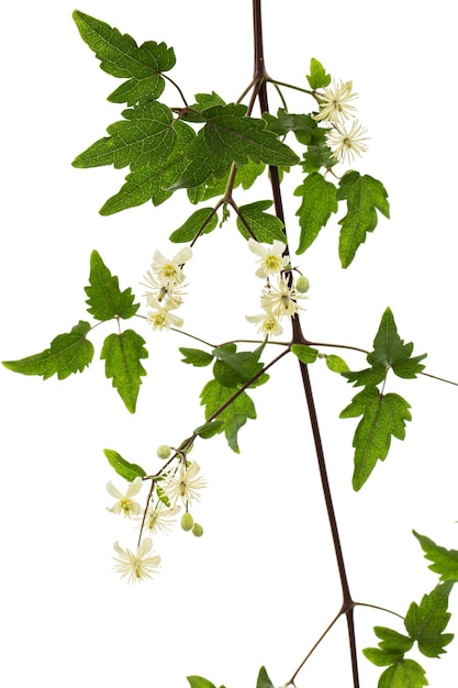 Photo flowers and leafs of clematis lat clematis vitalba l isolated on white background