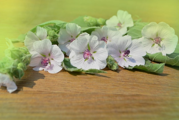 Flowers and leafs on a wooden table Marsh Mallow
